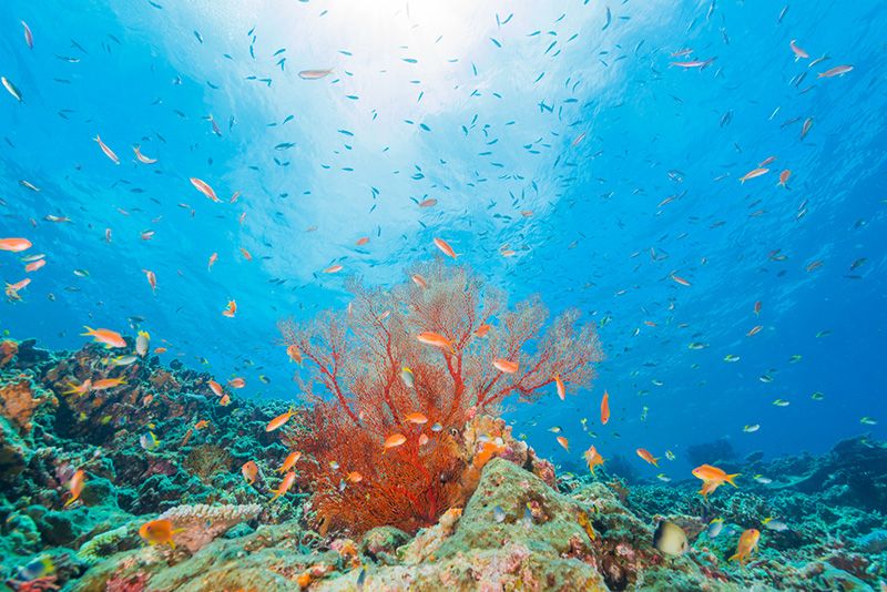 宮古島潛水執照獲得旅遊推薦人氣排名