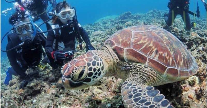 List of diving shops in Miyakojima│Thorough introduction of reputation & popular experience tour ranking!