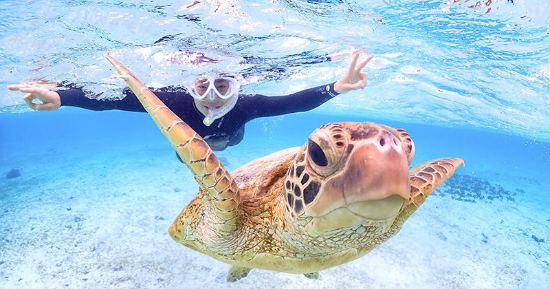 Snorkeling Recommended Spots & Popular Experience Tour Ranking in Miyakojima