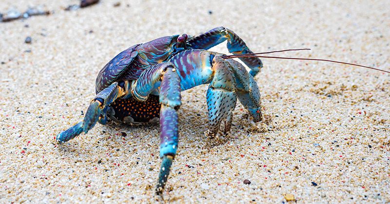 Where and when can you see coconut crabs in Miyakojima? A comprehensive introduction to recommended and popular coconut crab tours! Image