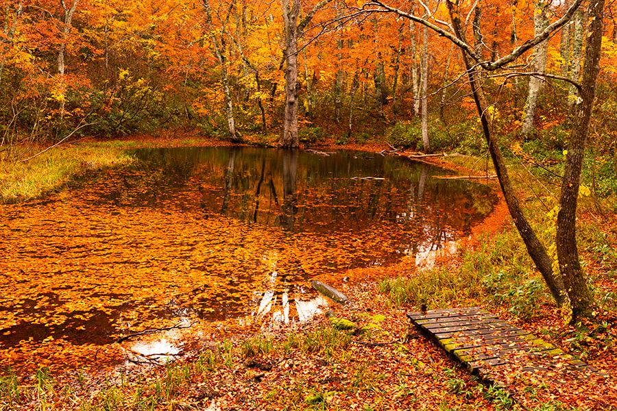 长野秋季观光景点 奥须花自然公园 奥须花溪谷 风景区 山毛榉原始森林 美丽的红黄秋叶和池塘风景