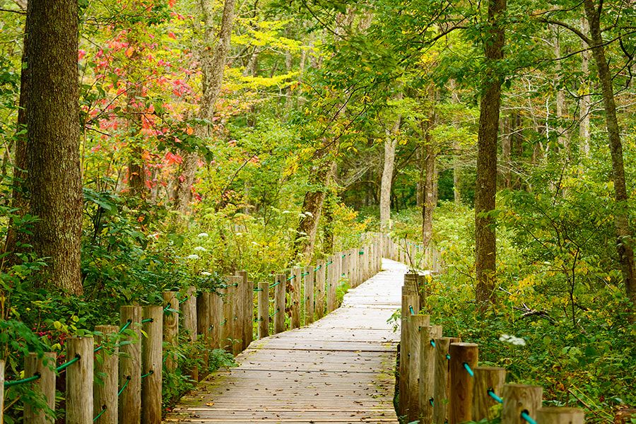 จุดชมวิวฤดูใบไม้ร่วงนะงะโนะ ป่าโทกาคุชิ ทางเดินเล่นในสวนพฤกษศาสตร์ ใบไม้เปลี่ยนสี ต้นสนชนิดหนึ่ง