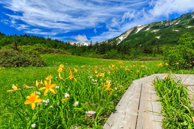 Nagano Hakuba Village Tsugaike Nature Park View of the Northern Alps Day lily alpine plant in full bloom