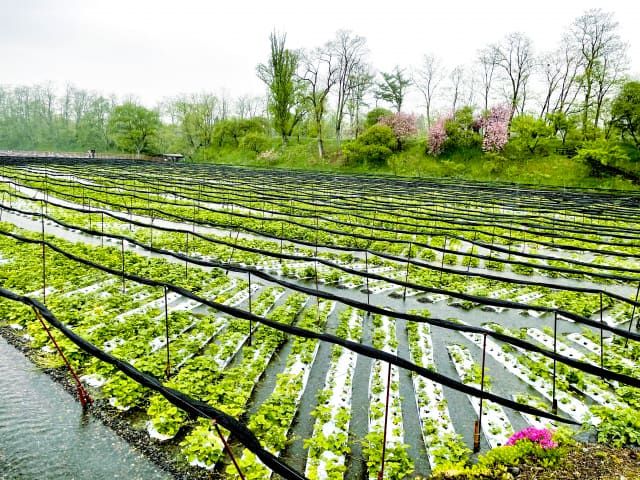 Daio Wasabi Farm