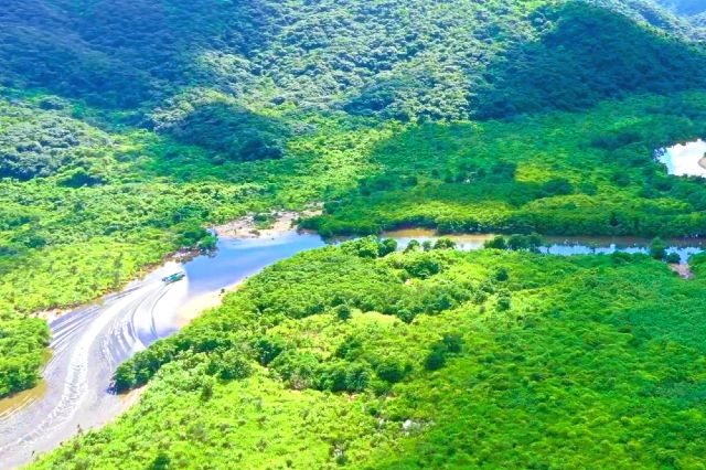 西表島 仲間川 マングローブ林 クルーズ 「石垣島ドリーム観光」