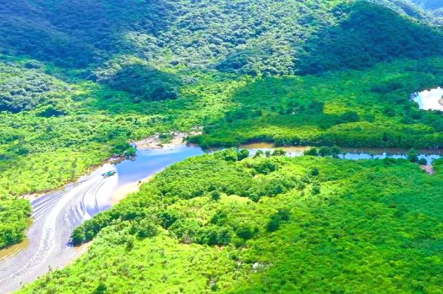 西表島　仲間川　マングローブ林　クルーズ　「石垣島ドリーム観光」