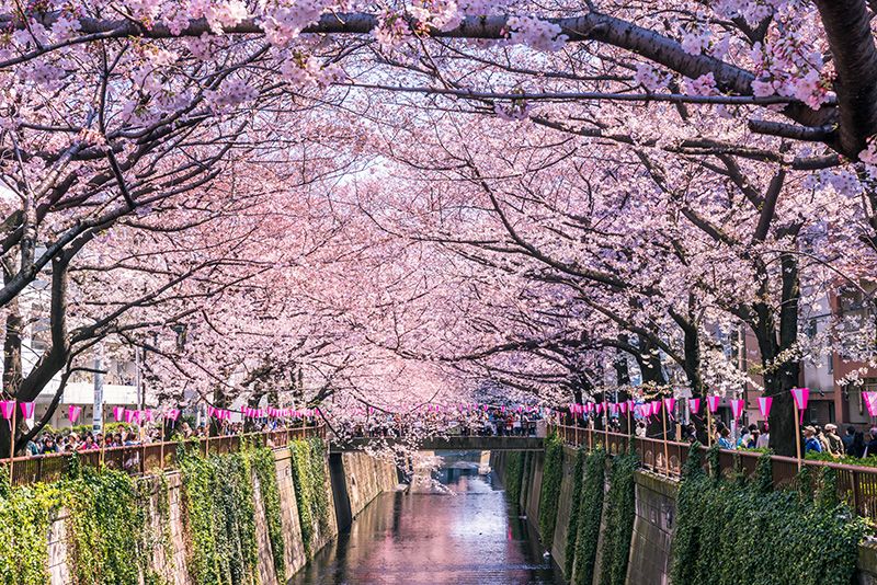 나카 메구로 벚꽃 축제 2024
