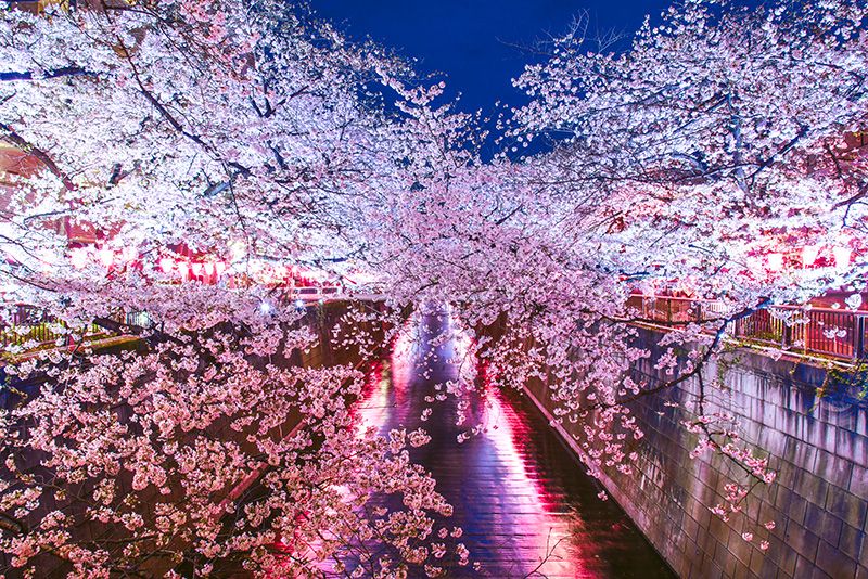 Nakameguro Cherry Blossom Festival 2024