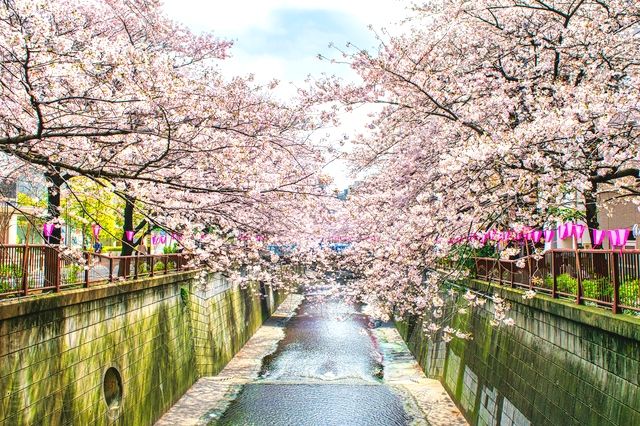 Cherry blossoms in the Meguro River x Ikejiri Ohashi Station area