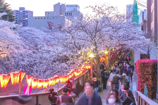 Meguro River x Meguro Station area cherry blossoms