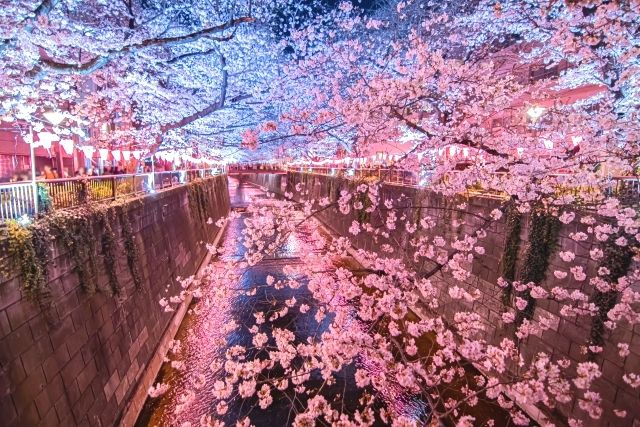 Meguro River cherry blossoms illuminated