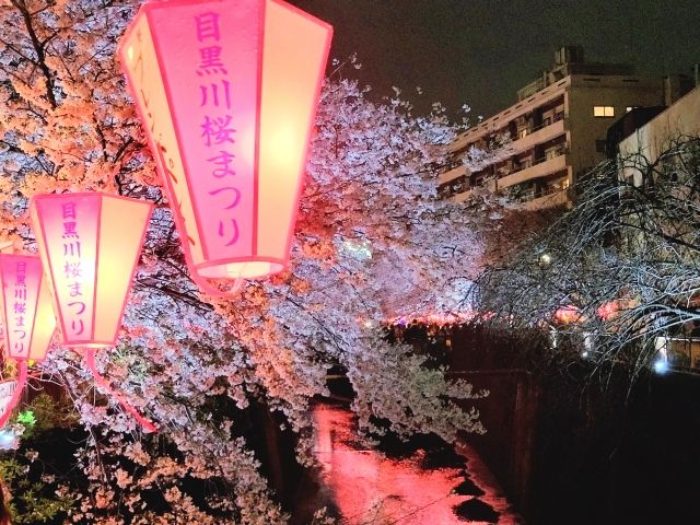Meguro River cherry blossoms light up bonbori