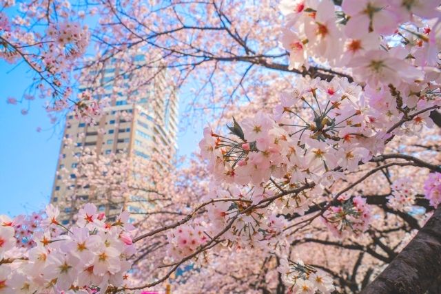 Cherry blossoms and buildings in Nakameguro