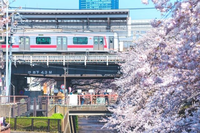 Cherry blossoms in Meguro River x Nakameguro Station area
