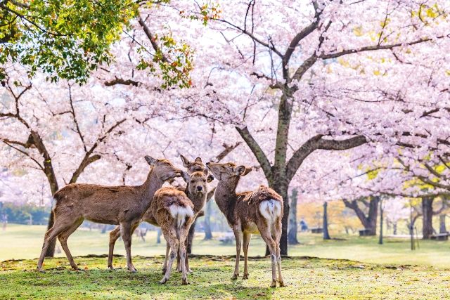 Nara Park and deer in spring