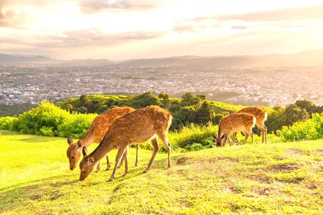 Nara Mount Wakakusa dusk deer