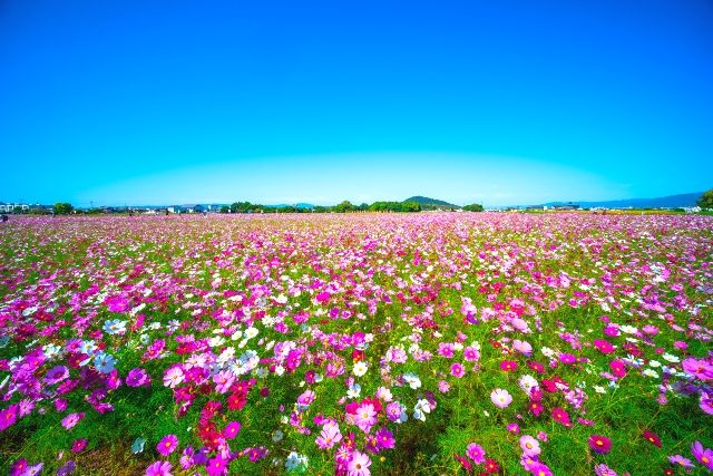 Nara's secret date spot: Fujiwara Palace ruins and cosmos