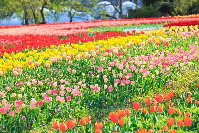 奈良的秘密约会胜地：鲜味山公园和郁金香