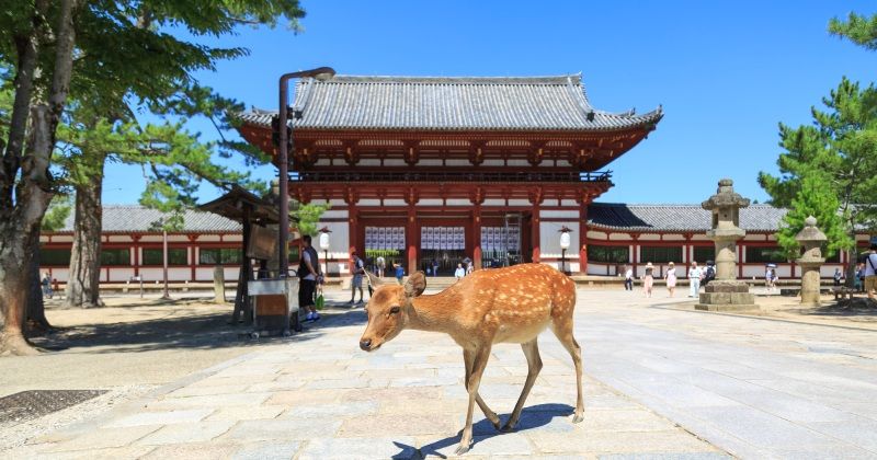 奈良観光 一日 おすすめモデルコース【穴場スポット】