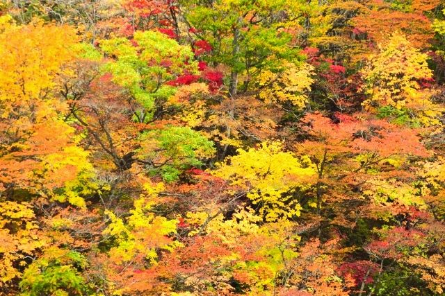 ใบไม้เปลี่ยนสีที่หุบเขานารุโกะ จังหวัดมิยางิ