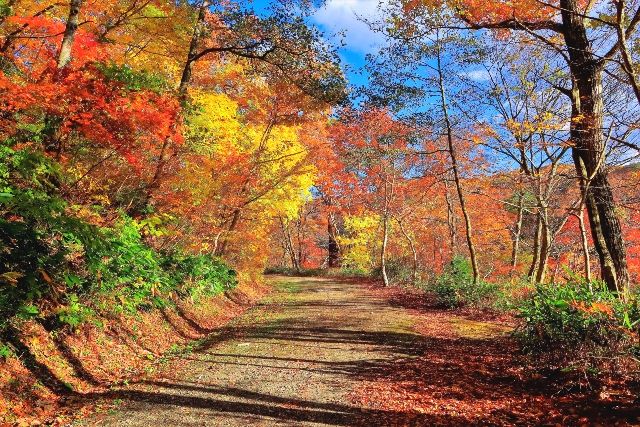 ใบไม้เปลี่ยนสีที่ช่องเขานารุโกะและทางเดินโอฟุคาซาวะ