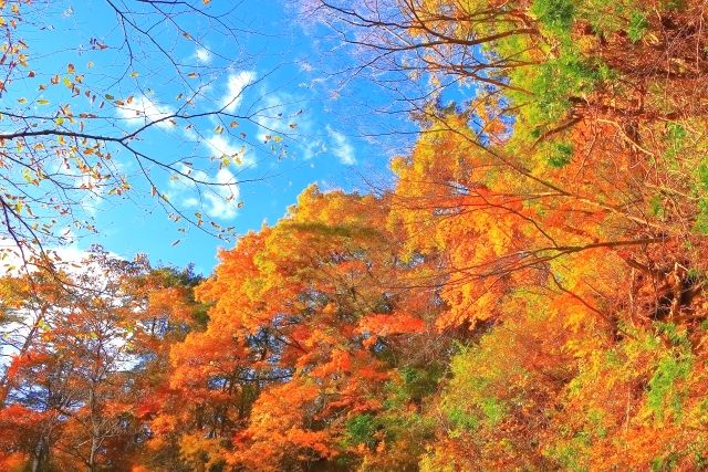 秋の鳴子峡、青空と色とりどりの紅葉