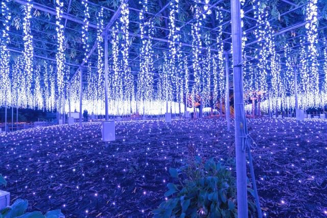 足利花卉公園」光之花園」/栃木/足利