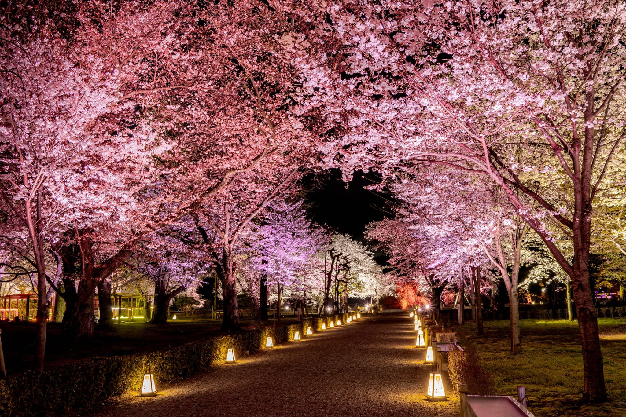 NAKEDmeets Nijo Castle 2025, image of the cherry blossom illumination "Sakura Ousou" at Seiryuen