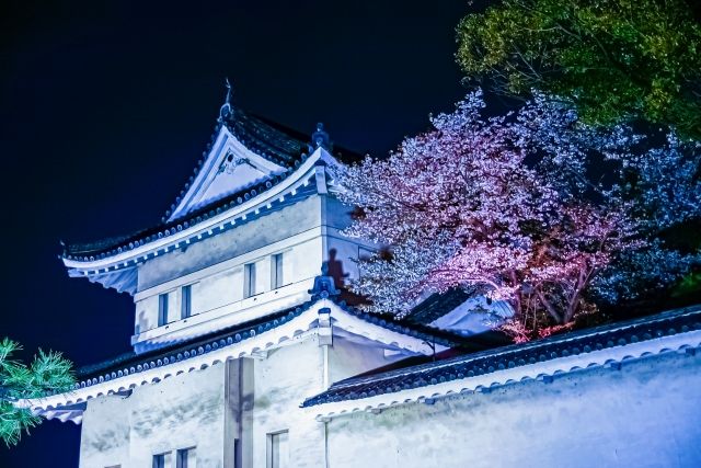 京都・桜の季節の二条城ライトアップ