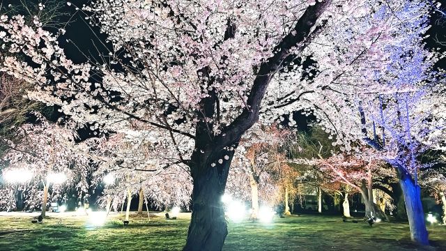 Illuminated cherry blossoms at night at Nijo Castle in Kyoto