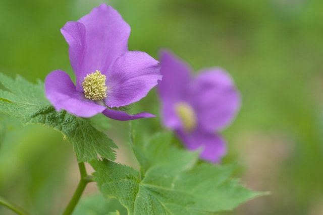 関東から2時間 日光国立公園 中禅寺湖 遊び 観光 レジャー特集 アクティビティジャパン