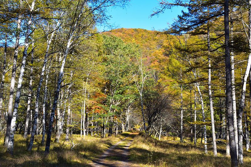 Autumn Nikko sightseeing│When is the best time to see autumn leaves? 3 recommended activities, leisure, experiences, and fun!