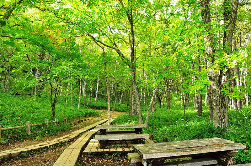What are the attractions and highlights of Senjogahara? We introduce recommended hiking trails where you can enjoy history and nature!