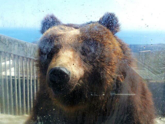 Noboribetsu Onsen Sightseeing Map Recommended Spots & Gourmet Hokkaido Iburi Noboribetsu Bear Farm Theme park specializing in brown bears Ezo brown bear Human cage Close-up bear Feeling like prey surrounded by bears and being targeted