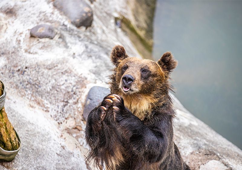 노보리베츠 온천 관광 맵 추천 스포트&음식 홋카이도 담진 노보리베츠 곰 목장 곰 전문 테마파크 에조히마 먹이 체험 먹이를 기다리는 곰