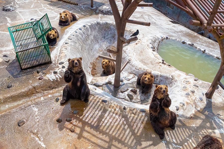 노보리베츠 온천 관광 맵 추천 스포트&음식 홋카이도 담진 노보리베츠 곰 목장 로프웨이 산 정상 곰 전문 테마파크 에조히마 먹이를 기다리는 곰들