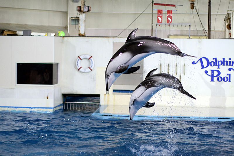 登別海洋公園尼克斯的入場費是多少？預售票現已發售！