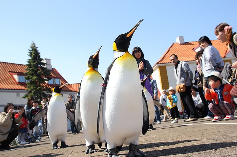 登別海洋公園尼克斯的入場費是多少？預售票現已發售！