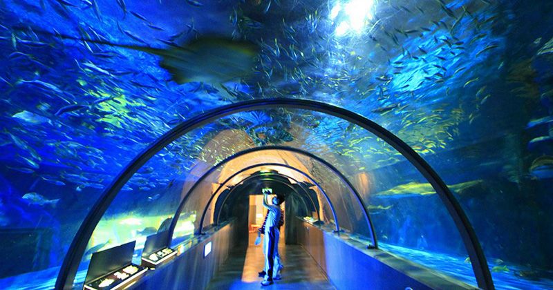 What is the admission fee for Noboribetsu Marine Park Nixe? Advance tickets are on sale now! Image