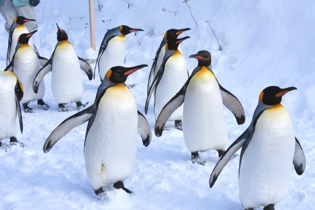 홋카이도 도호쿠 추천 관광 명소 아사히카와시