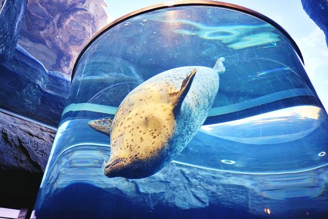 홋카이도 도호쿠 추천 관광지 “아사히카와시 아사히야마 동물원”