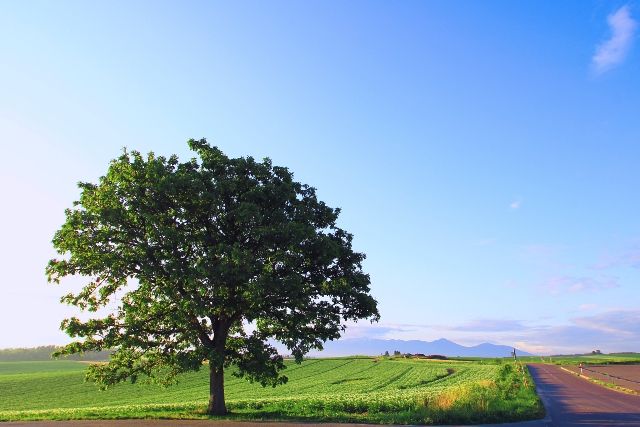 홋카이도 도호쿠 추천 관광 명소 세븐 스타 나무