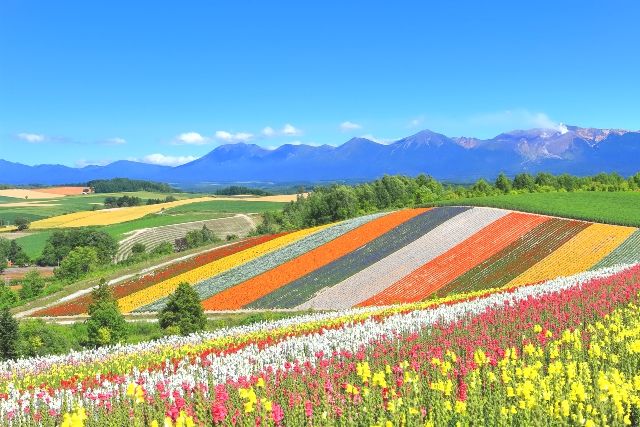 北海道 晴空万里 美瑛四季彩之丘