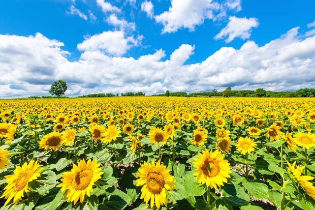 北海道夏天季活动 北龙町向日葵节