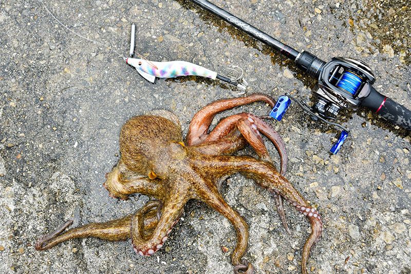 When and how to fish for octopus? A comprehensive guide to the best experience tours for beginners in the Kanto area!