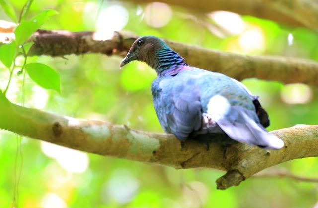 A photo of the Japanese wood pigeon, an endemic species of the Ogasawara Islands