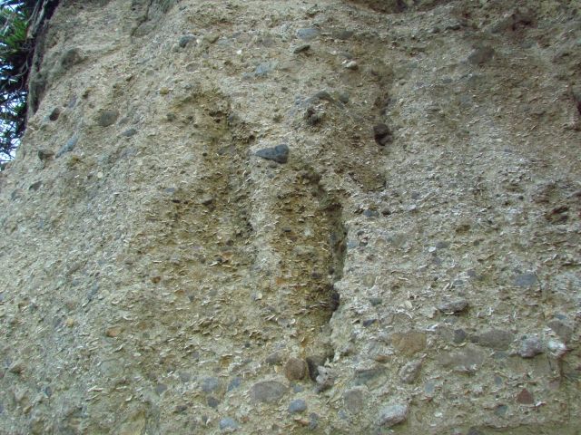오가사와라·모지마의 미유키하마에서 보이는 화폐석의 화석