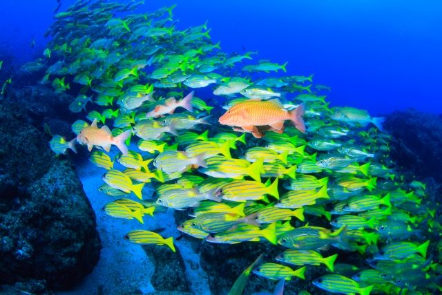 小笠原の海を泳ぐ熱帯魚の群れ