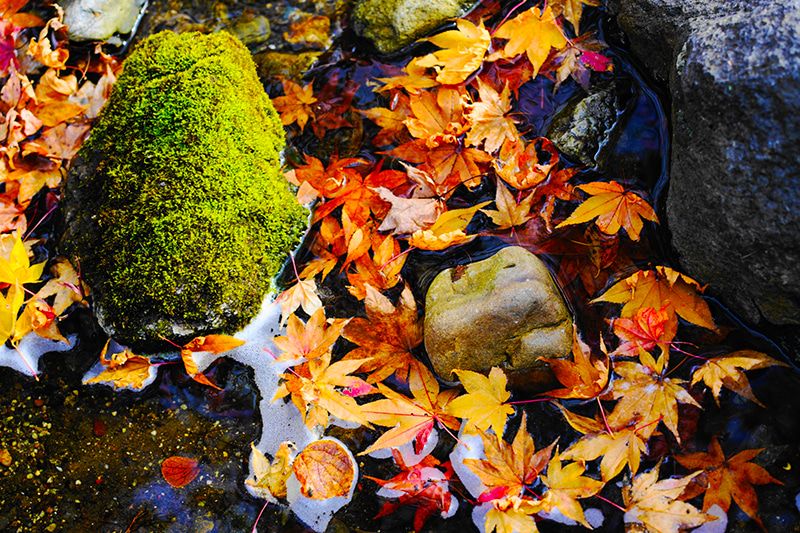 Aomori Oirase Stream Lake Towada River Autumn leaves Moss Rocks Fallen leaves