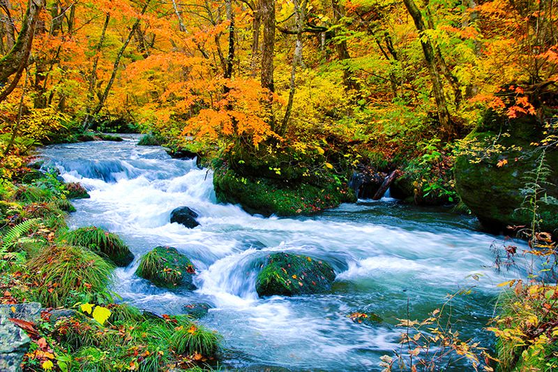 青森　奥入瀬渓流　紅葉　絶景スポット5選　石ヶ戸の瀬　苔と紅葉